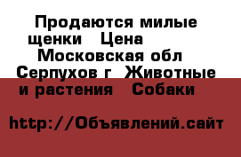 Продаются милые щенки › Цена ­ 5 000 - Московская обл., Серпухов г. Животные и растения » Собаки   